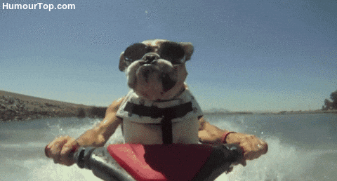 Dog Water